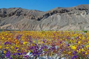 desert_flowers_-_death_valley_2008_op_800x535